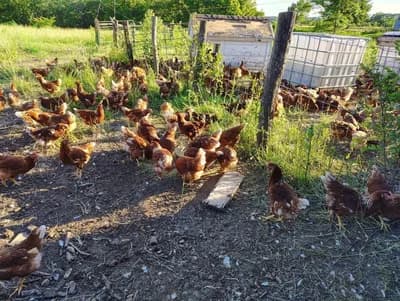 Salma Tavukçuluğa Uygun Yüksek Verimli Kırmızı Yarka / Tavuklar! 🐔🥚 Sahibinden Satılık - Melez Tavuk & Horoz - Erzincan