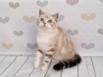 British Shorthair Silver Tabby Yavru Kedi - Sahiplendirme, British Shorthair Kedi, Günyüzü / Eskişehir