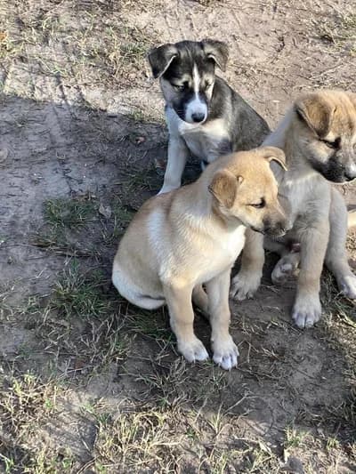 Sadık ve Oyuncu Kardeş Yavrular Yeni Yuvalarını Arıyor! - Köpek - Giresun