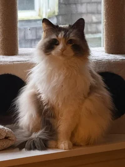 Prenses Edalı Pofuduk Tüy Ragdoll Melezi!, Ragdoll Kedi, Havsa / Edirne