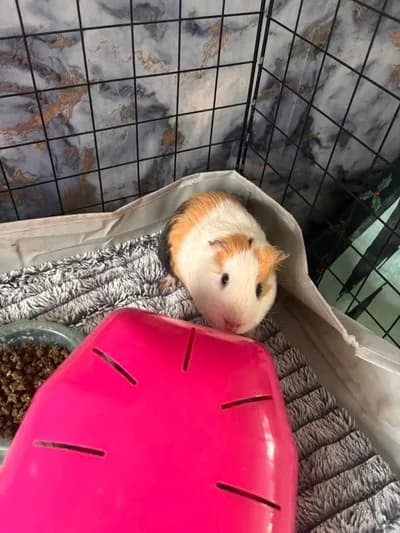 Çok Tatlı Guinea Pig / Uygun Fiyata Devredilecektir! - American Ginepig - Adana
