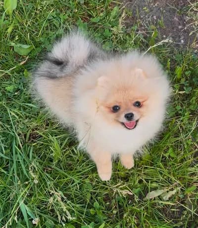 Ailemizin Yeni Üyesi Olacak Pomeranian Yavruları İçin İletişime Geçin, Pomeranian Köpek, Ilgaz / Çankırı