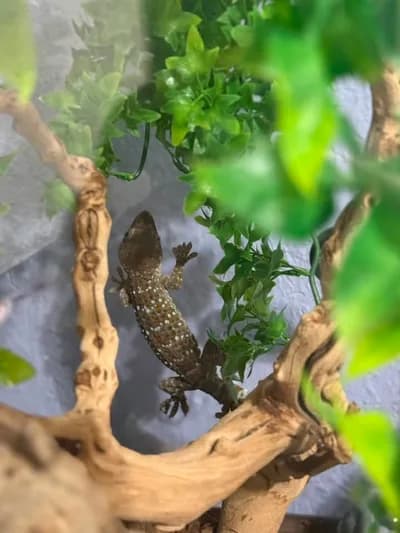 Tokay Gecko (Tokay Kertenkelesi) - Sağlıklı & Aktif - Kertenkeleler - Hatay