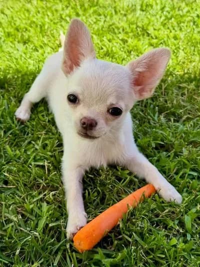 Beyaz Krem Chihuahua (Şivava) Yavru - Chihuahua Köpek - Zonguldak