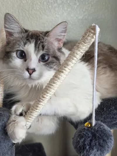 Mavi Gözlü Pamuk Prens - Ragdoll Kedi - İzmir
