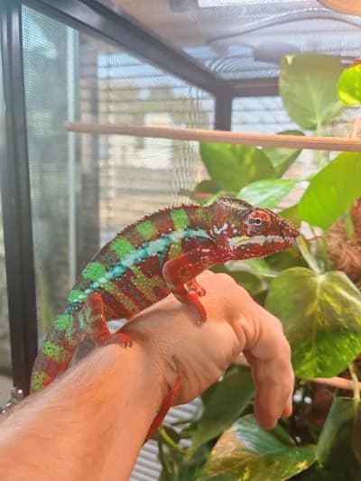 Yüksek Renk Formu Panter Bukalemun (Panther Chameleon) - Bukalemun Balık - Bayburt
