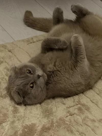 Çok Uysal ve Oyuncu Lilac Scottish Fold Kedimize Yuva Arıyoruz - Scottish Fold Kedi - Bitlis