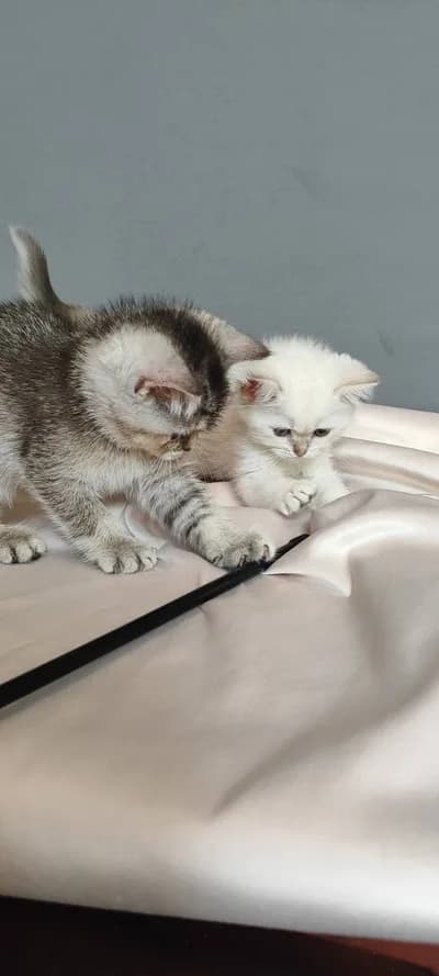Safkan British Shorthair Yavrular, British Shorthair Kedi, Mengen / Bolu
