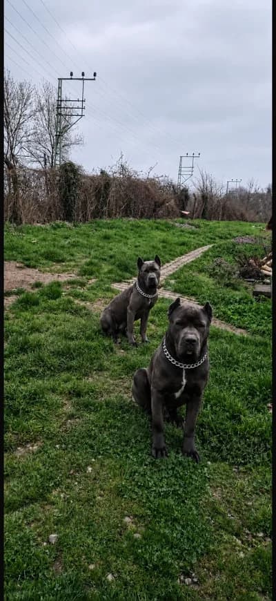 Cane corso - Cane Corso Köpek - Zonguldak