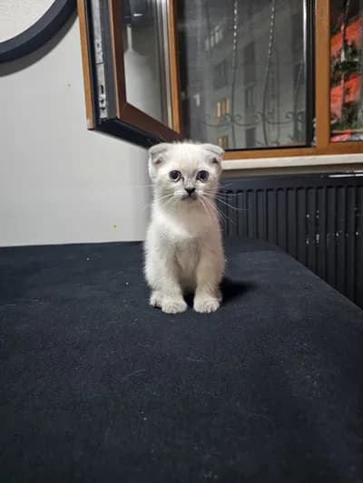 Safkan scottish fold dişi - Scottish Fold Kedi - İstanbul