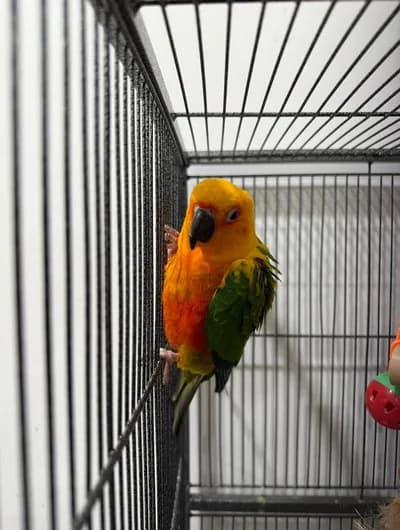 Oyuncu Sun Conure Papağanı - Kuş - Iğdır