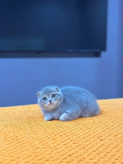 Duman Rengi Kıvrık Kulak Scottish Fold Yavrumuz - Scottish Fold Kedi - Çanakkale