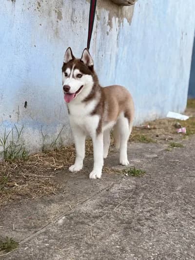 Ömürlük Yuvasını Arıyor: Genç Kızıl-Beyaz Sibirya Kurdu (Husky)! - Husky Köpek - Kırıkkale