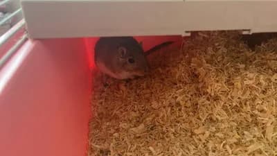 Ele Alışkın Oyuncu Gerbil (Moğol Çöl Sıçanı) / Uygun Fiyata - Mongol Gerbili - İstanbul