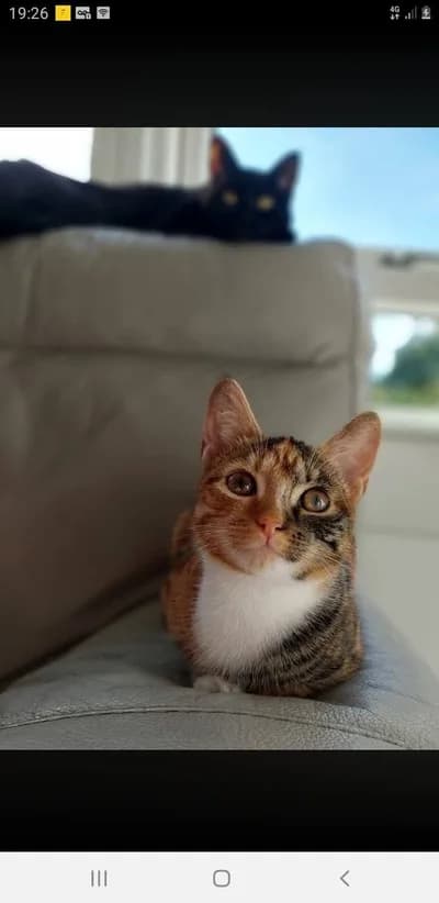 Minik Prensese Ömürlük Yuva! 🐾 / Ücretsiz Sahiplendirme 🌸 - Tekir Kedi - Kütahya