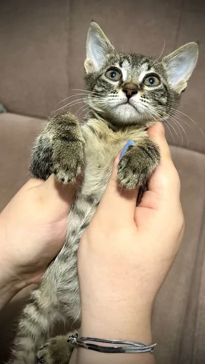 Acil Yuva Arıyoruz - Tekir Kedi - İstanbul