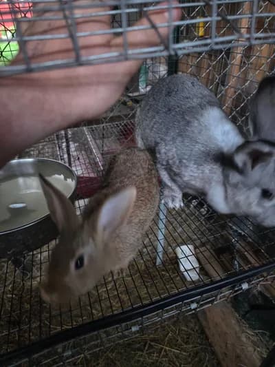 Sevecen ve Sağlıklı Mini Tavşan Yavruları / Fiyatlı Devredilecektir! - Holland Lop Tavşan - Balıkesir
