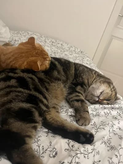 Birbirinden Ayrılmayan İki Can Dostu - Scottish Fold Kedi - İstanbul