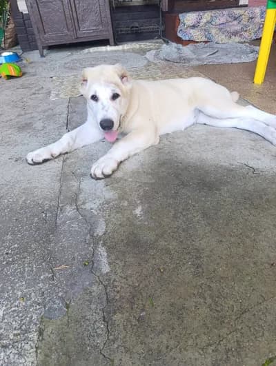 İri Kemikli Krem Renk Alabay Yavrusu - Alabay Köpek - Ardahan
