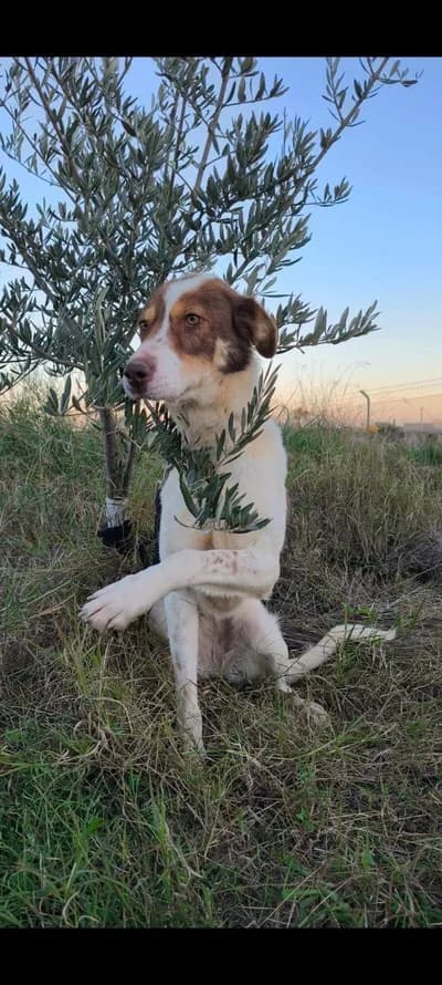 ACİL YUVA! Sokakta yapamaz, clinikten çıktı. - English Setter Köpek - Tekirdağ