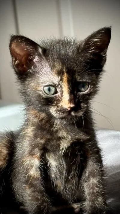 Acil Yuva Arıyoruz - Tekir Kedi - İstanbul