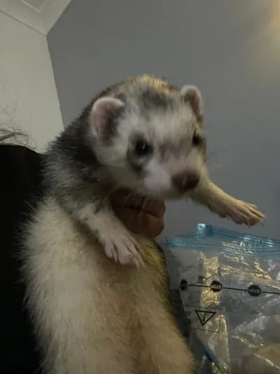 Ele Alışkın Oyuncu Ferret (Gelincik) / Uygun Fiyata Devredilecektir! - Diğer Küçük Memeliler - İstanbul