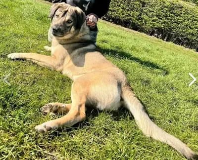 ACİL YUVA! - Melez Köpek - İstanbul