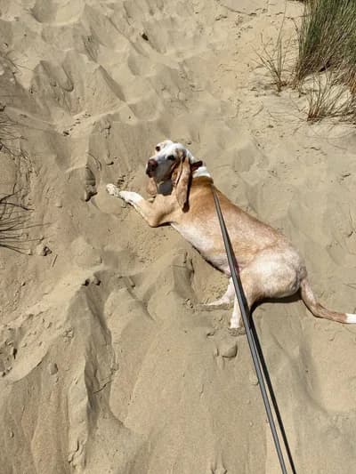 Dev oğlumuza ömürlük, sıcak bir yuva arıyoruz . ev ortamına tam alışkın, Pointer Köpek, Keşan / Edirne