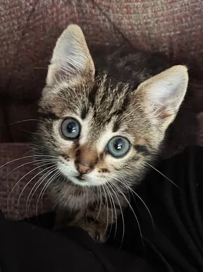 Yavru tekir - Tekir Kedi - İstanbul