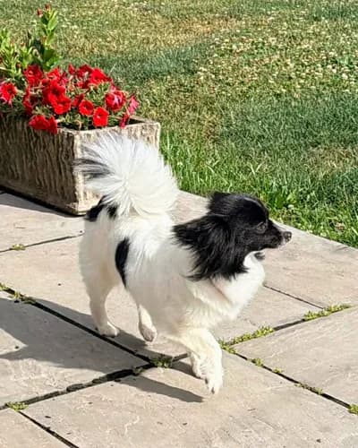 Aşılı, Oyun Sever Sevimli Mini Papillon "Oreo" - Köpek - Yozgat
