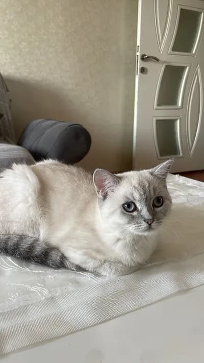 CİNS YAVRULARIMA YUVA ARIYORUM - British Shorthair Kedi - Gaziantep