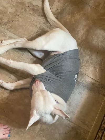 Can dostumuza hak ettiği ilgiyi gösterebilecek yeni bir yuva arıyoruz., Karışık / Melez Köpek, Merkez / Bayburt