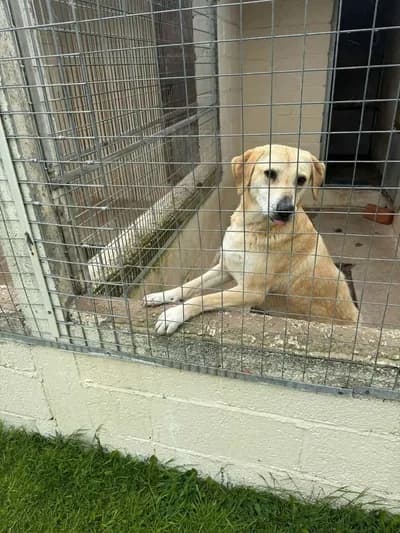 Sarı Kızımıza Acil Yuva Arıyoruz, Labrador Retriever Köpek, Bigadiç / Balıkesir