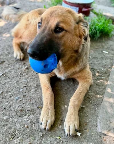 Top Oynamayı Çok Seven Oyuncu - Melez Köpek - Ordu