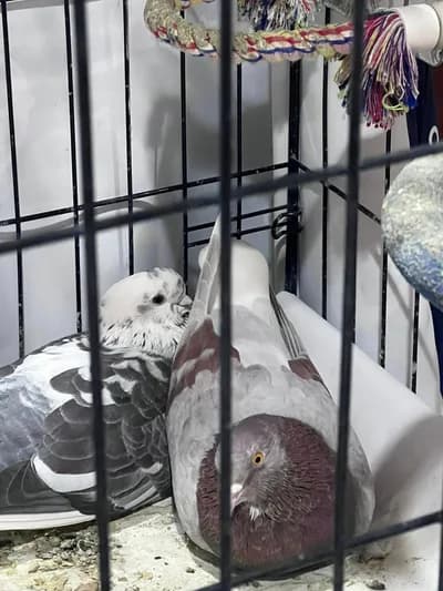 Tedavileri bitti, evde bakamıyorum / Güvercin sevdalısı birine ömürlük yuva - Melez Güvercin - Bilecik
