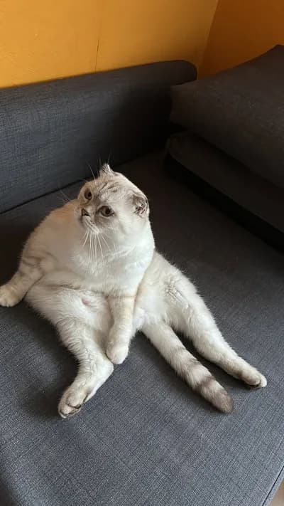 Scottish Fold Kedimize Sevgi Dolu Yuva! 🐱✨ (Sahiplendirme) - Scottish Fold Kedi - İstanbul