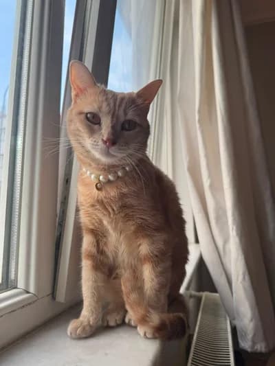 kedi suzi - Melez Kedi - Eskişehir