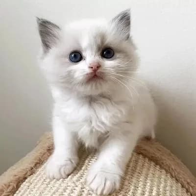 Ailemizin Minik Üyesi Yeni Yuvasını Arıyor! 🌸 / Ücretsiz Sahiplendirme - Ragdoll Kedi - İzmir