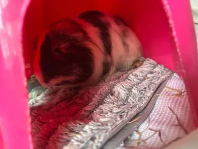 Tüm Malzemeleriyle Birlikte Satılık Sağlıklı Guinea Pig Takımı! 🐹🥬 - Melez Ginepig - Aydın