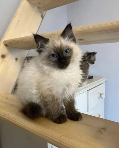 Mavi Gözlü Pamuk Tüy Ragdoll/Himalayan Bebek - Ragdoll Kedi - İstanbul