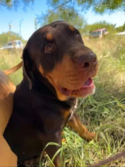 Nadir Çikolata-Taba Tonlarında Güçlü ve Sevecen "Ares", Rottweiler Köpek, Gerede / Bolu