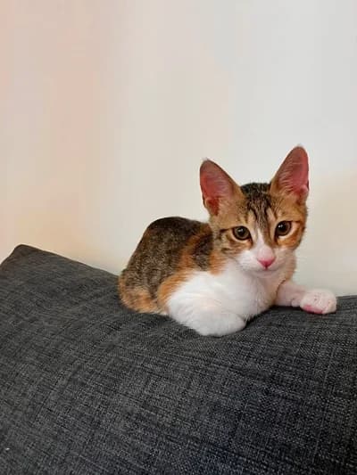 Bebek Kızımız İçin Yuva - Tekir Kedi - Tekirdağ