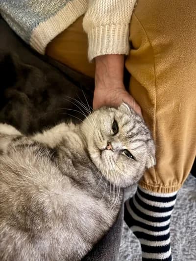 Diğer kedimle anlaşamadığı için içim kan ağlayarak sahiplendiriyorum.. 💔 - Scottish Fold Kedi - Yalova