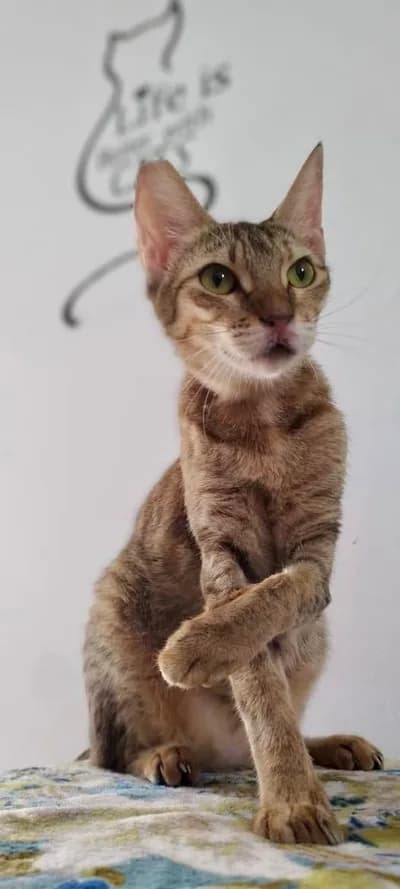 Artistik Dostumuza Ömürlük Yuva - Kedi - İstanbul