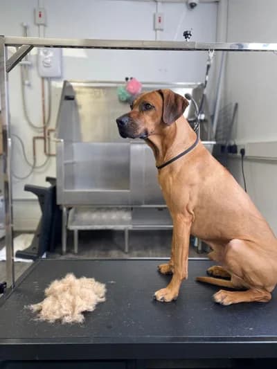 Asil ve Eğitimli Rhodesian Ridgeback Oğlumuz - Melez Köpek - Aksaray
