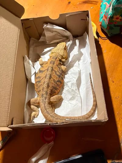 Sağlıklı Sakallı Ejder (Bearded Dragon) - Citrus Morph, Sakallı Ejder Kertenkeleler, Çobanlar / Afyonkarahisar