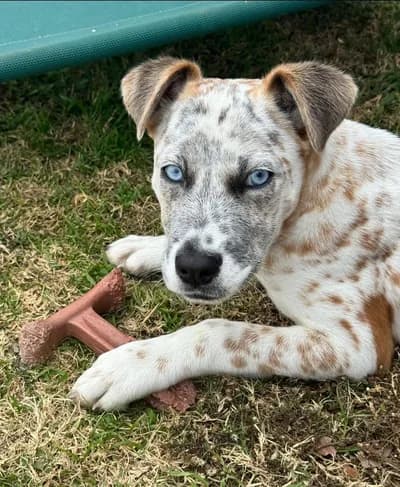Cam Mavi Gözlü, Özel Benekli Desenli Zeki Yavru "Buz", Karışık / Melez Köpek, Mengen / Bolu