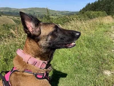 Sadece Gerçek Bir Hayvansever Aileye - Belçika Malinois Kızımız, Belçika Malinois Köpek, Kıbrıscık / Bolu
