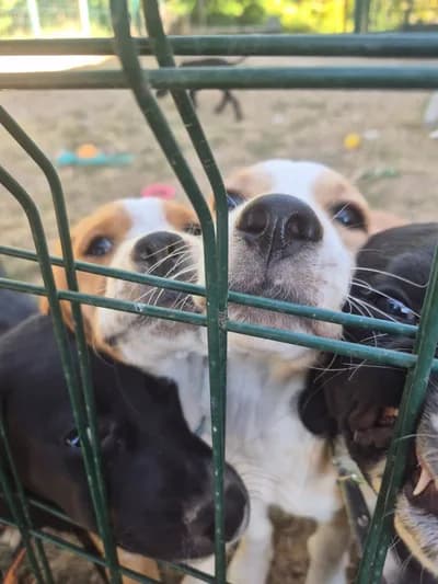 Brittany yavrusu - Köpek - Ankara