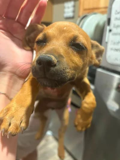 Avuç İçine Sığan Mini Boyutlu Sevgi Kelebeği "Karamel", Dachshund Köpek, Lalapaşa / Edirne